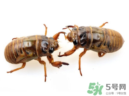 爬叉是什么東西？爬叉是怎么形成的