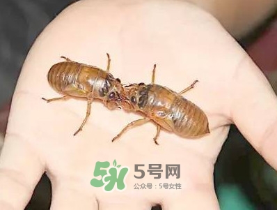 爬叉什么時候出來？爬叉怎么保存