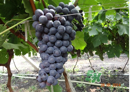 黑提吃多了會(huì)有害嗎？黑提葡萄都有什么作用