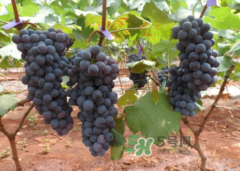 黑提有籽嗎？黑提是什么季節(jié)的水果