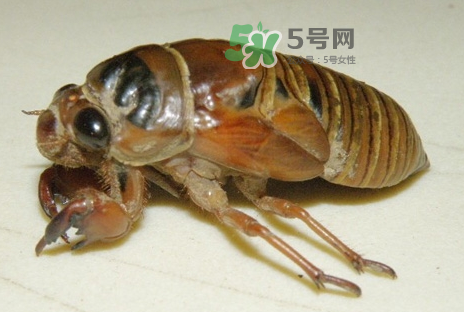 金蟬有什么營養(yǎng)價值？吃金蟬有什么好處？