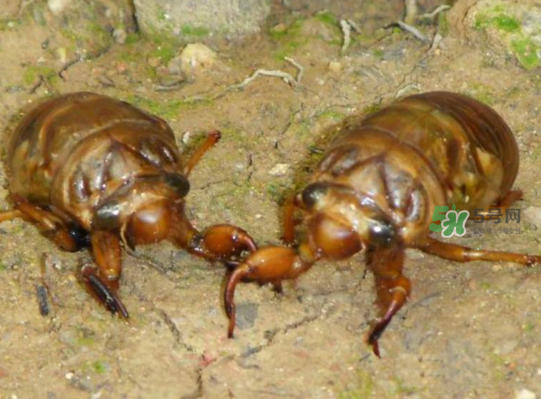 金蟬有什么營養(yǎng)價值？吃金蟬有什么好處？