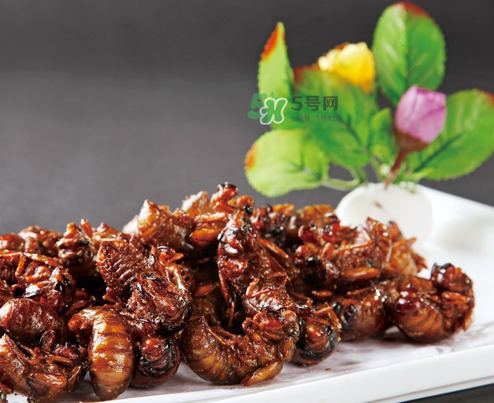 金蟬有什么營養(yǎng)價值？吃金蟬有什么好處？