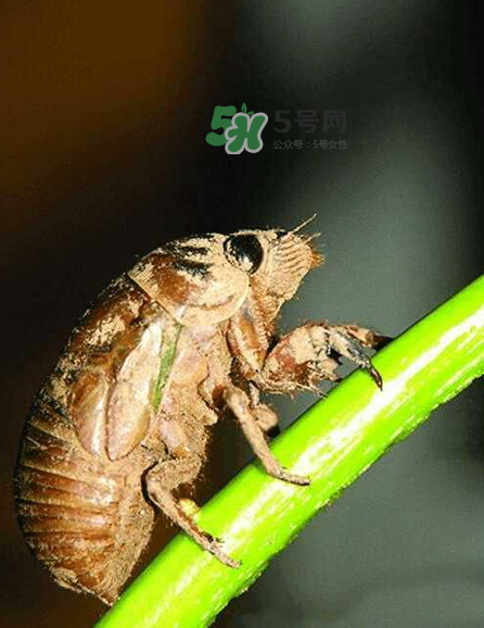 金蟬有寄生蟲嗎？金蟬有毒嗎？