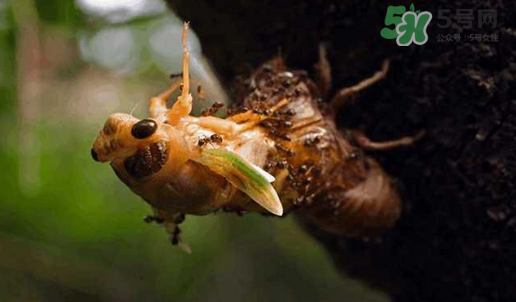 金蟬有寄生蟲嗎？金蟬有毒嗎？