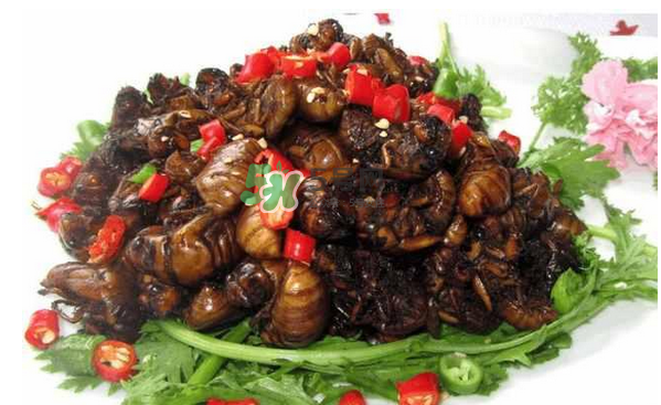 金蟬有寄生蟲嗎？金蟬有毒嗎？