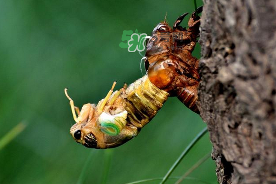 金蟬有寄生蟲嗎？金蟬有毒嗎？