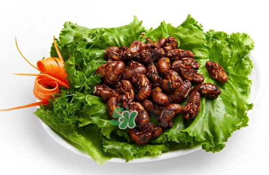 金蟬有寄生蟲嗎？金蟬有毒嗎？