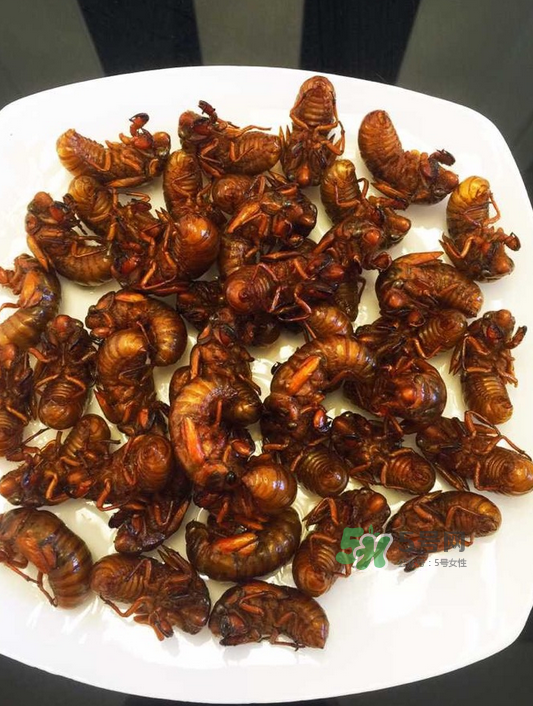 金蟬有寄生蟲嗎？金蟬有毒嗎？