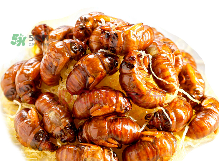 金蟬有寄生蟲嗎？金蟬有毒嗎？