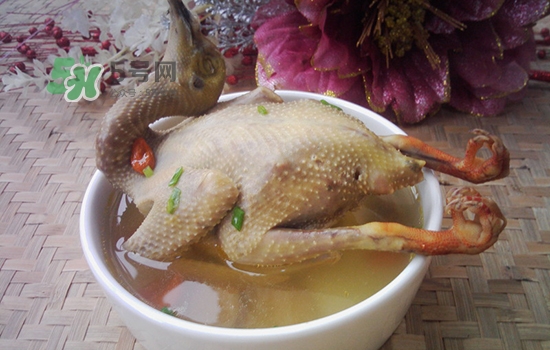 三伏天能吃鴿子嗎？三伏天能喝鴿子湯嗎？