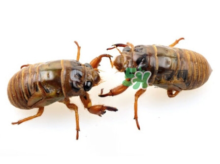 爬叉什么時候出來？爬叉怎么保存