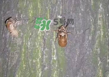 爬叉什么時候出來？爬叉怎么保存