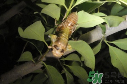 爬叉是什么東西？爬叉是怎么形成的