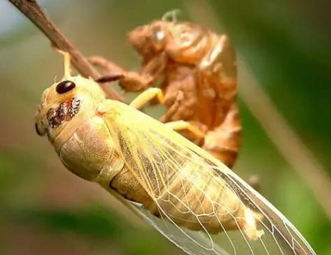 爬叉能吃嗎？爬叉怎么做好吃