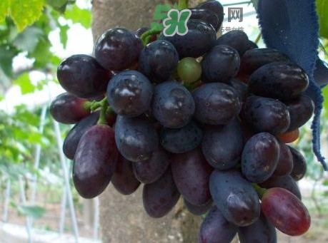 黑提吃多了會(huì)有害嗎？黑提葡萄都有什么作用