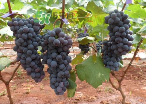 紅提好吃還是黑提好吃？黑提對身體有什么好處