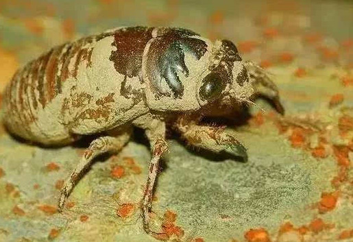 爬叉能吃嗎？爬叉怎么做好吃