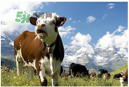 惠氏鉑臻和金裝的區(qū)別 惠氏鉑臻和金裝的哪個(gè)好？