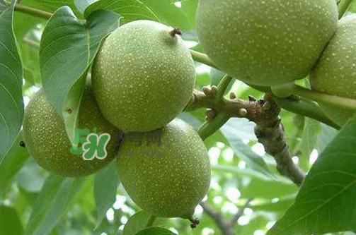 青皮核桃怎么保存？青皮核桃如何存放