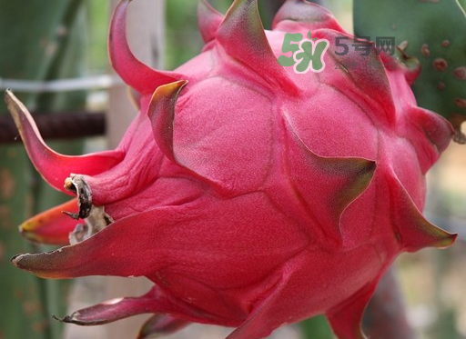 紅心火龍果一天吃幾個(gè)？紅心火龍果一天吃多少？