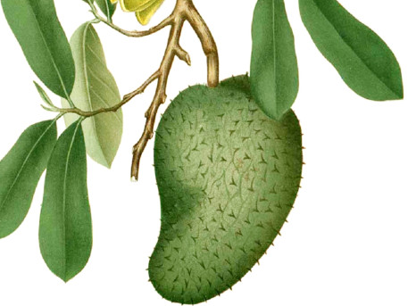 刺果番荔枝吃多少為適量？刺果番荔枝的功效與作用