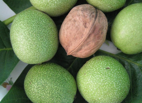 青皮核桃貴還是買去皮的貴？青皮核桃種植方法