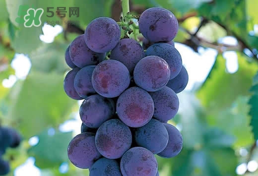 巨峰葡萄是酸性還是堿性？巨峰葡萄是堿性的嗎？