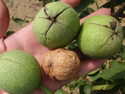 青皮核桃貴還是買去皮的貴？青皮核桃種植方法