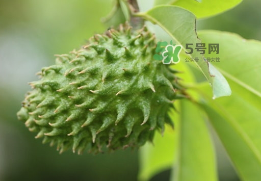 刺果番荔枝怎么吃？釋迦和刺果番荔枝區(qū)別