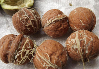 青皮核桃是怎么變成干核桃的？吃核桃為什么有酒味