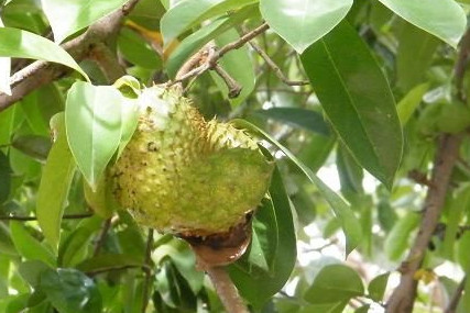 刺果番荔枝吃多少為適量？刺果番荔枝的功效與作用