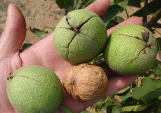 青皮核桃哪里有賣？哪里可以買到青皮核桃