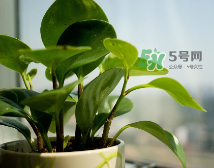 什么東西防輻射最好？在孕期什么東西能放輻射？