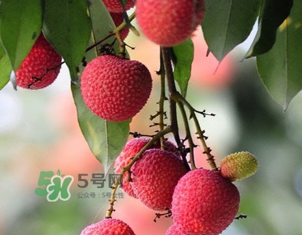 岵山荔枝一般幾月成熟？岵山荔枝什么時(shí)候上市