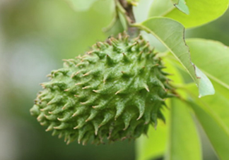 刺果番荔枝怎么吃？釋迦和刺果番荔枝區(qū)別