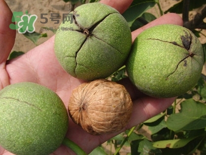 青皮核桃哪里有賣？哪里可以買到青皮核桃