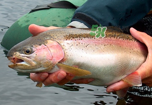 鱒魚可以生吃嗎？鱒魚是海魚還是淡水魚
