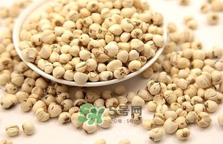 川貝母是苦的嗎？川貝母是涼性的嗎