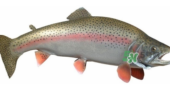 鱒魚是三文魚嗎？鱒魚是什么魚