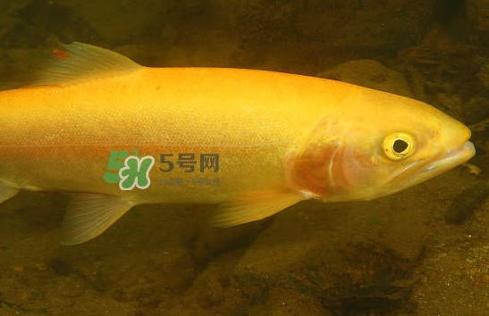 金鱒魚(yú)清蒸為什么變黑？食用金鱒魚(yú)有什么好處