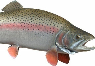 鱒魚是三文魚嗎？鱒魚是什么魚