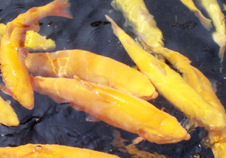 金鱒魚(yú)多少錢(qián)一斤？金鱒魚(yú)刺多嗎