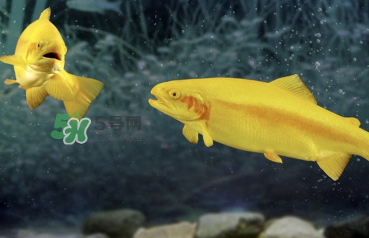 金鱒魚(yú)好吃嗎？金鱒魚(yú)怎樣做好吃