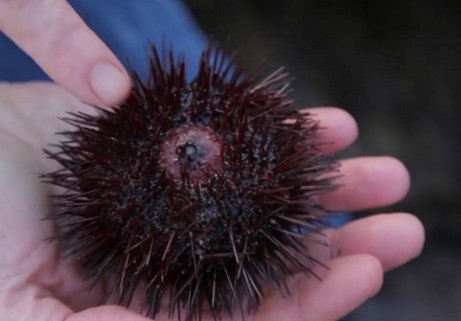 活海膽怎么殺？海膽怎么開殼？