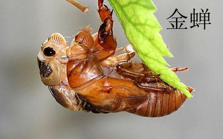 金蟬有什么用呢 金蟬的功效有什么呢