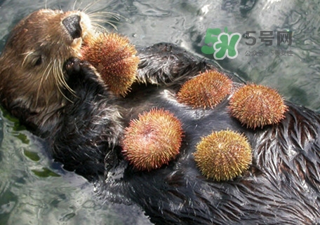 海膽是什么東西？海膽是動物還是植物？