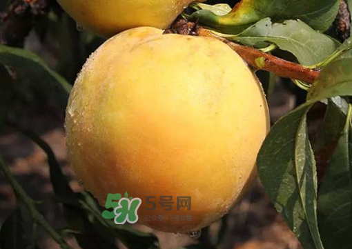 錦繡黃桃多少錢一斤？錦繡黃桃好吃嗎？