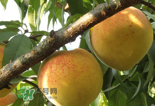 錦繡黃桃多少錢一斤？錦繡黃桃好吃嗎？