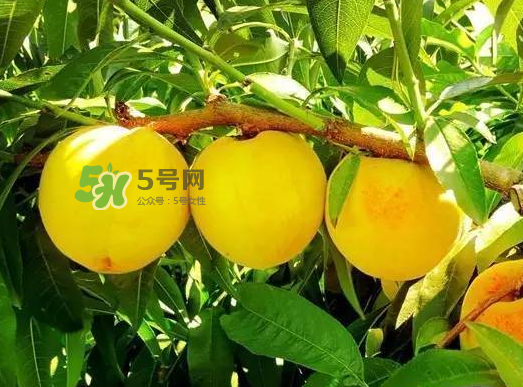 黃桃可以空腹吃嗎？空腹可以吃黃桃嗎？